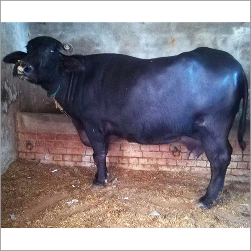 Black Buffalo