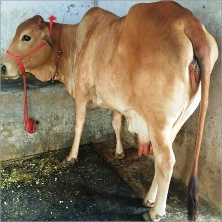 Brown Sahiwal Cow