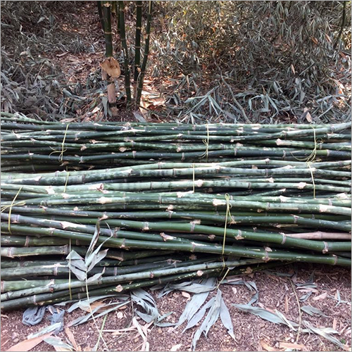 बांस की लकड़ी