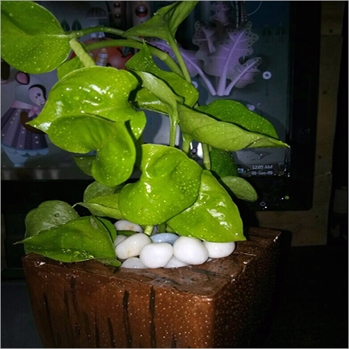 हरा पैसा पौधा