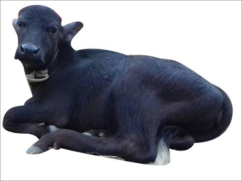 भैंस