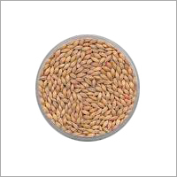 पौष्टिक गेहूँ