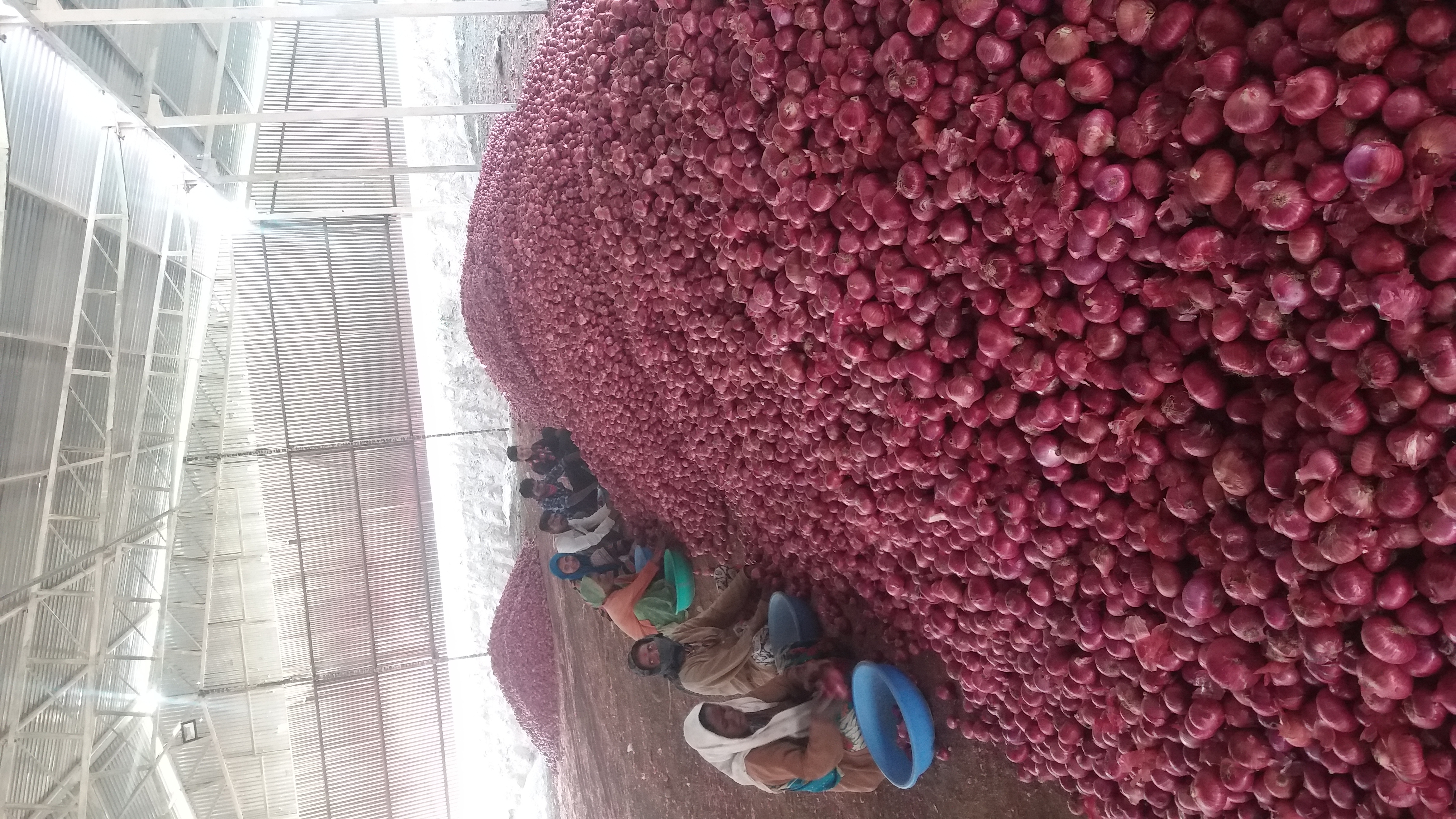 Onion