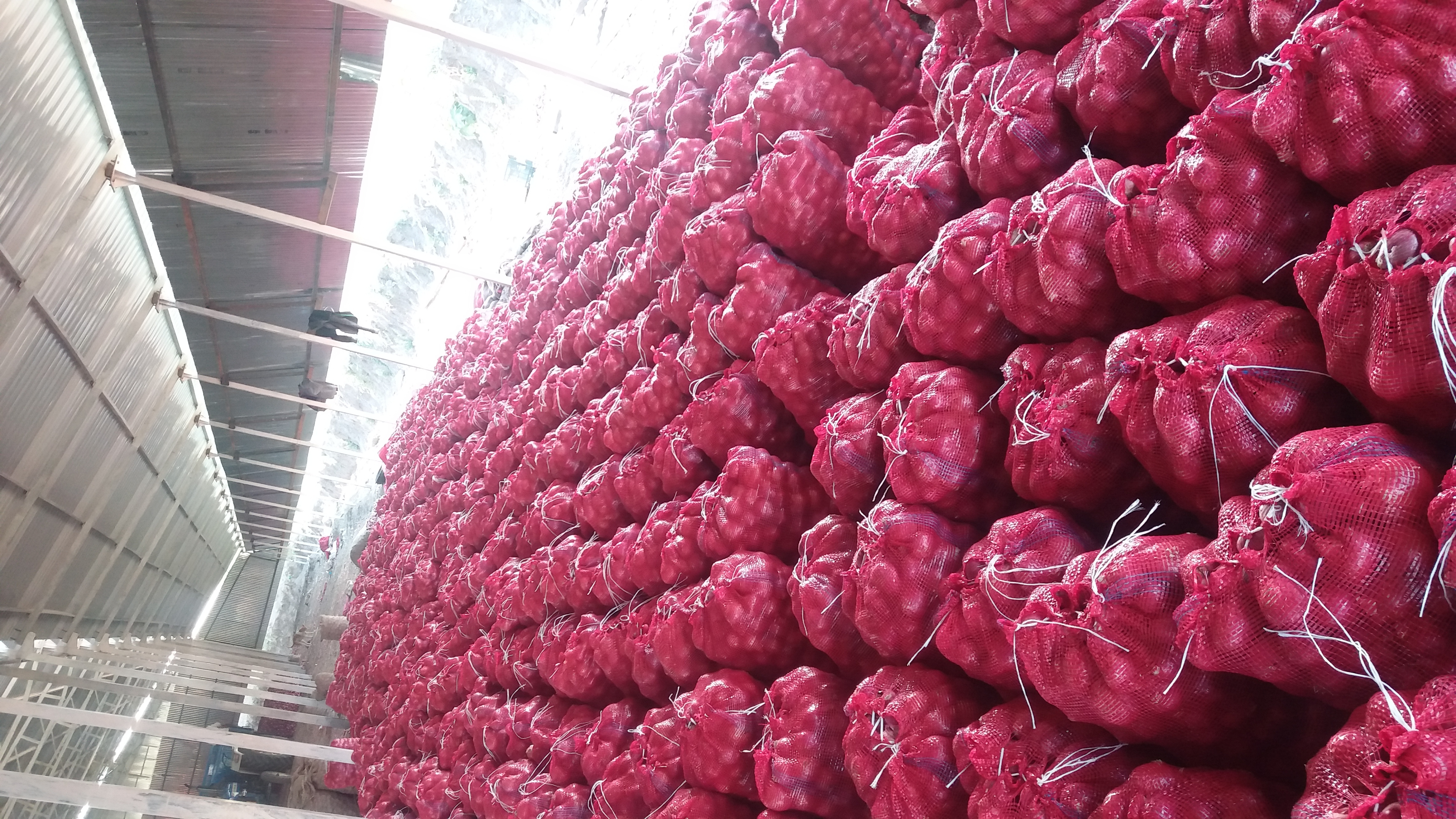 Onion