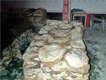 गाय का ओमासम 5