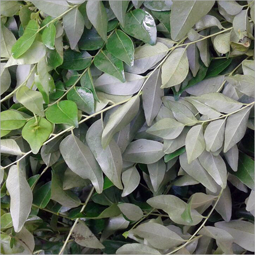 करी पत्ते