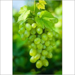 Fresh Grapes