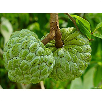 Fresh Custard Apple
