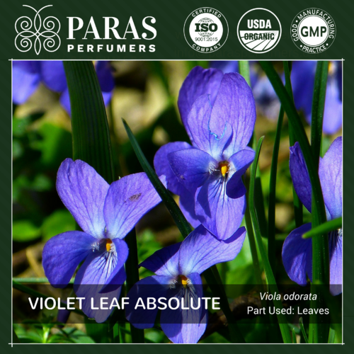 Violet Leaf Absolute Oil Usage: Personal Care