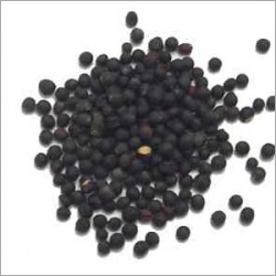 सर्सो टेल