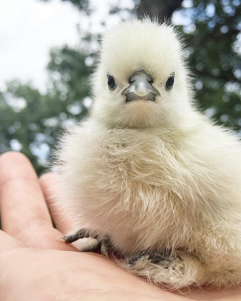 Silky Chicken Chicks