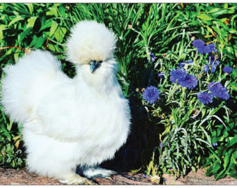 Silky Chicken Chicks