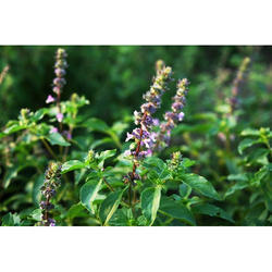 Tulsi Extract - Food Grade Powder, 1 kg HDPE Drum | Ayurvedic Herbal Extract for Cough, Stomach Issues, and Common Cold, 3-Year Shelf Life