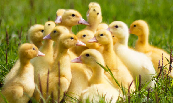 Ducklings