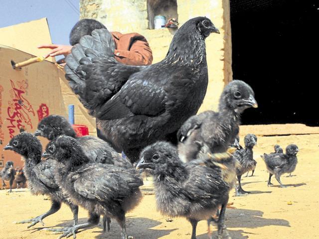 Kadaknath Chicks