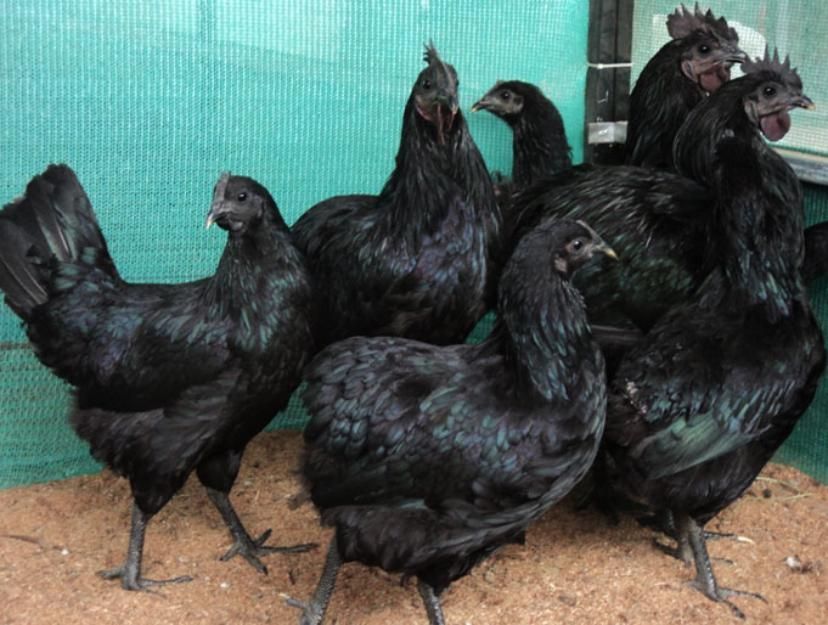 Kadaknath Chicks