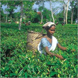 Assam