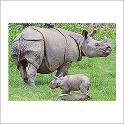 काजीरंगा