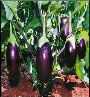 Brinjal Seeds