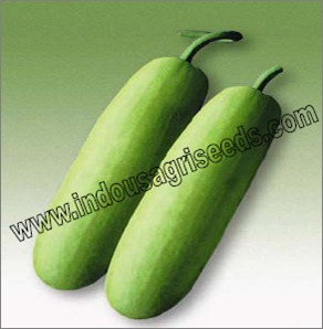 तरोई के बीज