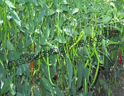मिर्च के बुवाई के बीज