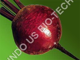 चुकंदर के बीज