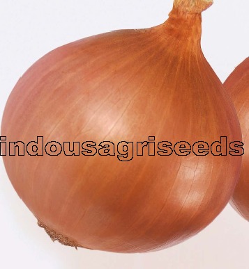 प्याज की बुआई बीज