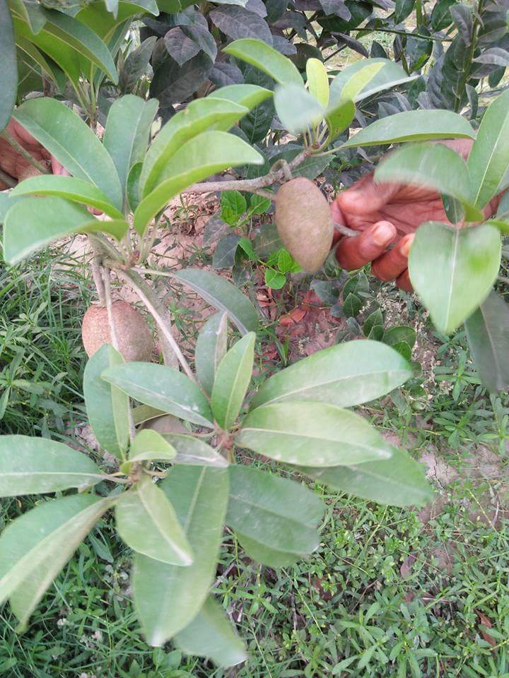 Normal & High Chiku Plant