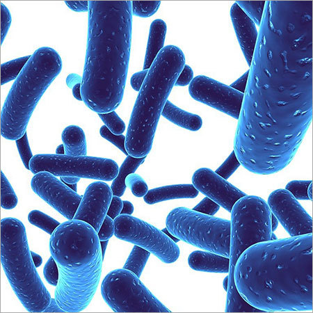 बिफीडोबैक्टीरियम बिफिडम BB-211