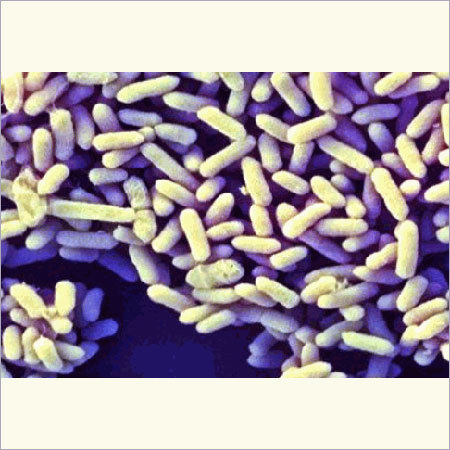 बिफीडोबैक्टीरियम इन्फेंटिस BI-213