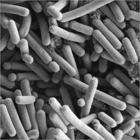 लैक्टोबैसिलस जॉनसन एलजे-113 (एमटीसीसी 7825)