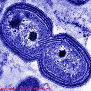 नाइट्रोसोमोनस एनएस 602