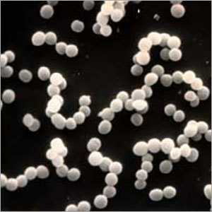 लैक्टोकोकस लैक्टिस एलसीएल-304 (एटीसीसी 19435)