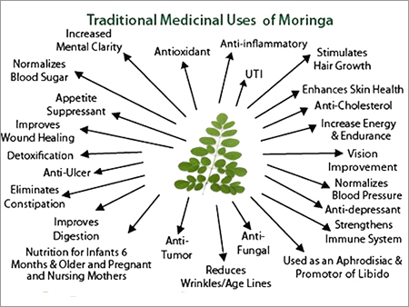 Moringa Leaves