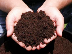 Vermicompost Fertilizer - Dark Brown, 25kg Bags, Moisture Content 40%, Npk Ratio 1-1-1, Organic Matter 90% | Easy Absorption, Nutrient-rich, Eco-friendly, Soil Enrichment