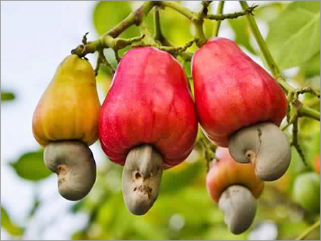 कच्चे काजू