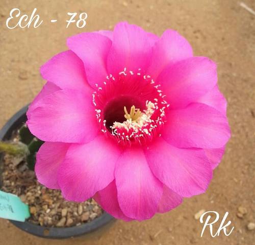 Cactus Variety Echinopsis With Flower - Fresh 3-4 Inches Multicolored Flowers | Densely Spined, Beautifully Hybridized Specimens