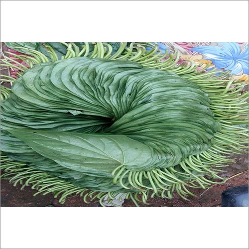 Paan Leaves