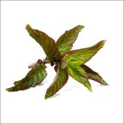 Peppermint Oil Bp (Indian Piperita)