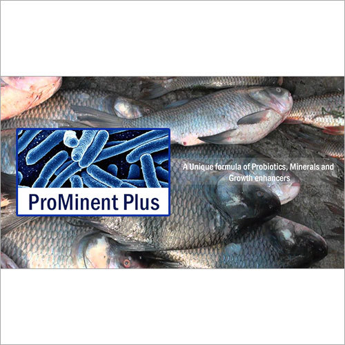 पानी के प्रॉबायोटिक्स मछली के तालाबों के लिए