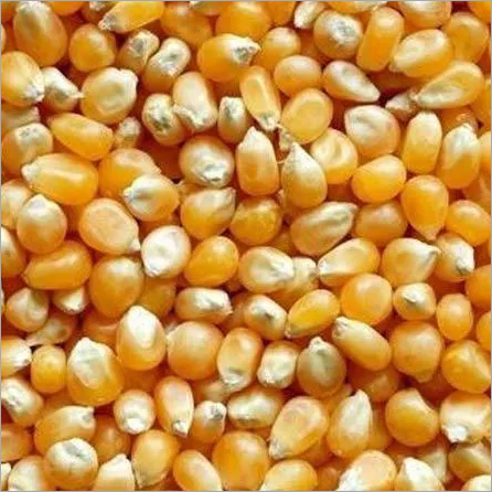 पीला मक्का