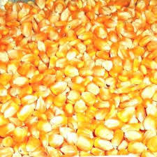 Yellow Maize