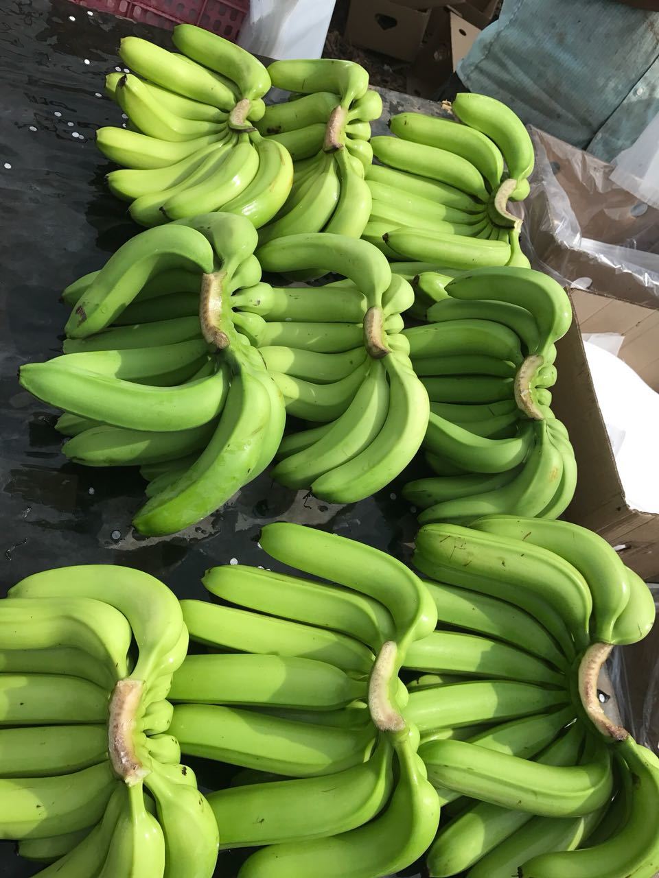 Green & Yellow Cavendish Banana