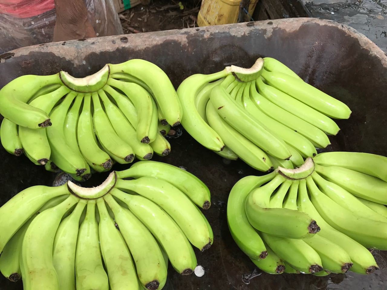 Green & Yellow Cavendish Banana