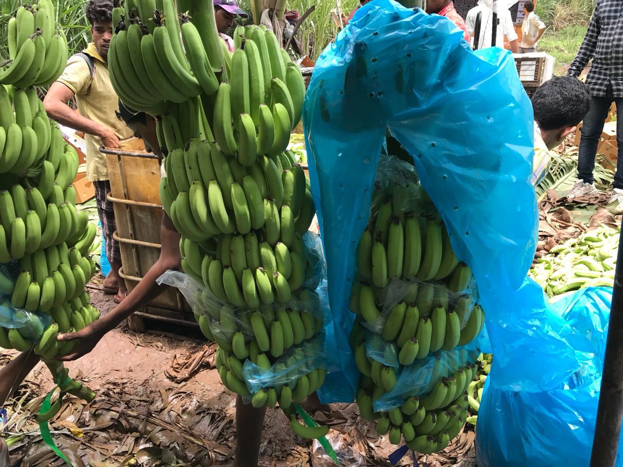 Green & Yellow Cavendish Banana