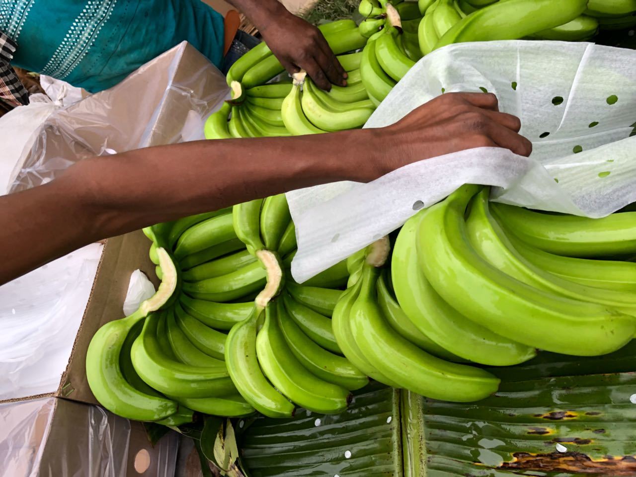 Green & Yellow Cavendish Banana