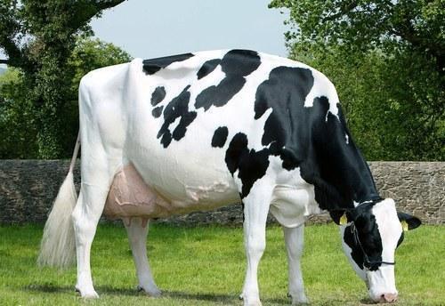 Hf Cow