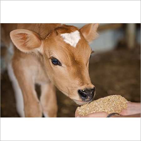 calf feed