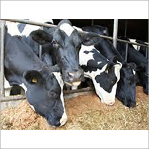 Milking Cattle Feed