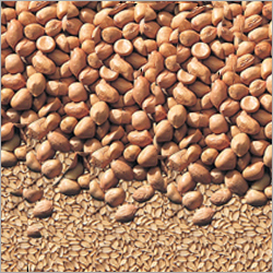 Oil Seeds
